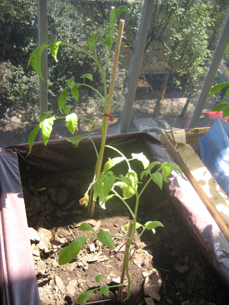 [Foto de planta, jardin, jardineria]