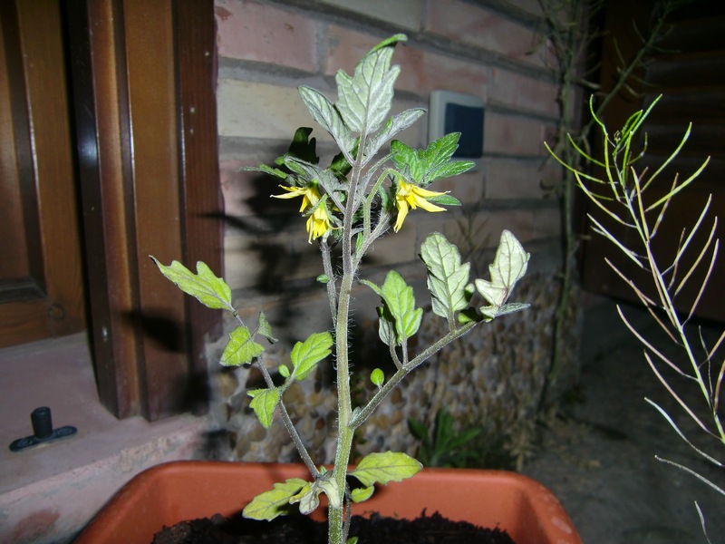 [Foto de planta, jardin, jardineria]