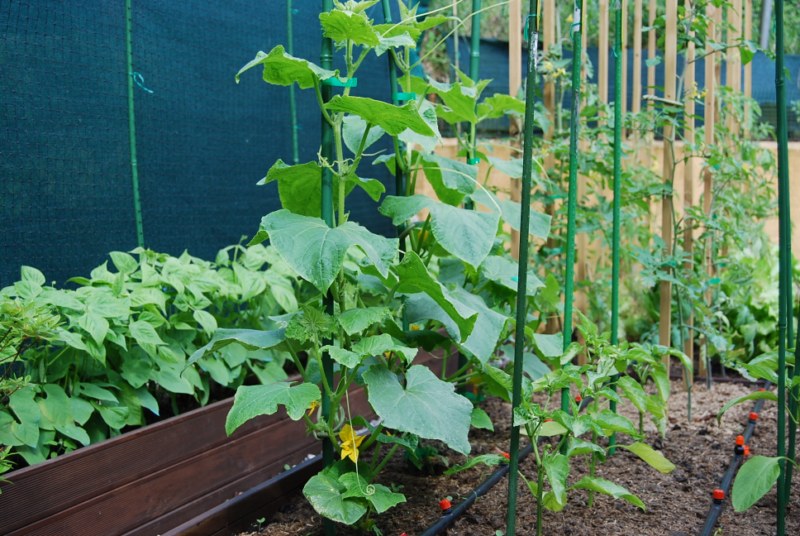 [Foto de planta, jardin, jardineria]