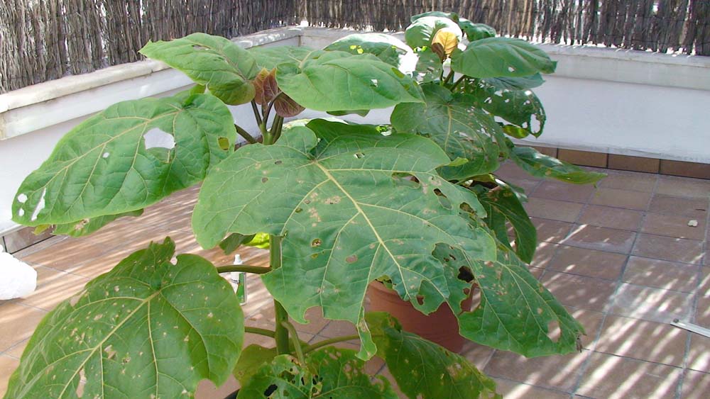 [Foto de planta, jardin, jardineria]