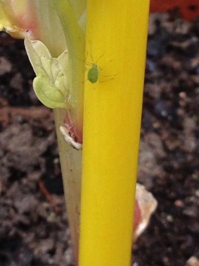 [Foto de planta, jardin, jardineria]