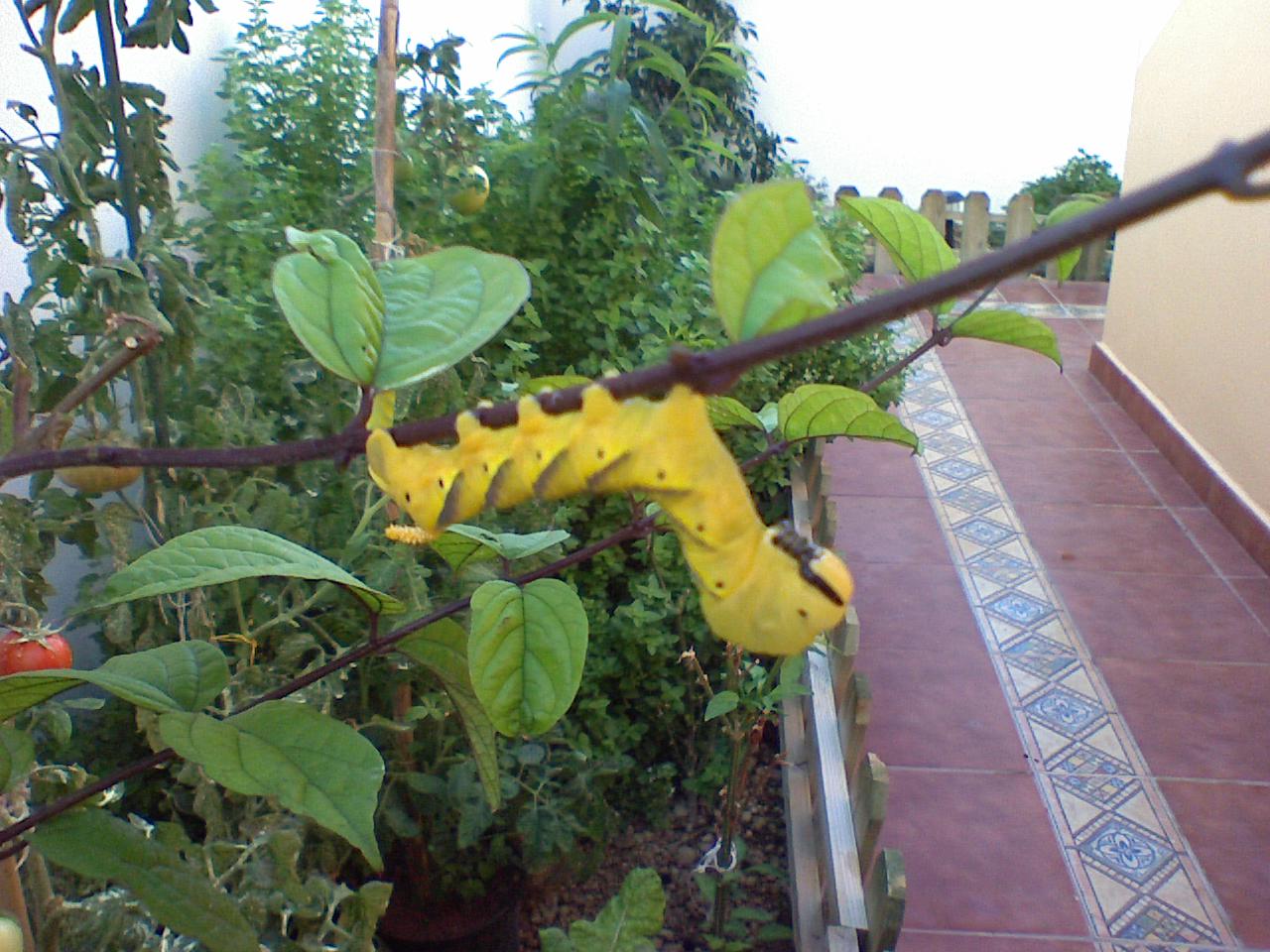 [Foto de planta, jardin, jardineria]