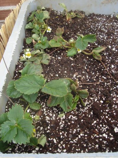 [Foto de planta, jardin, jardineria]