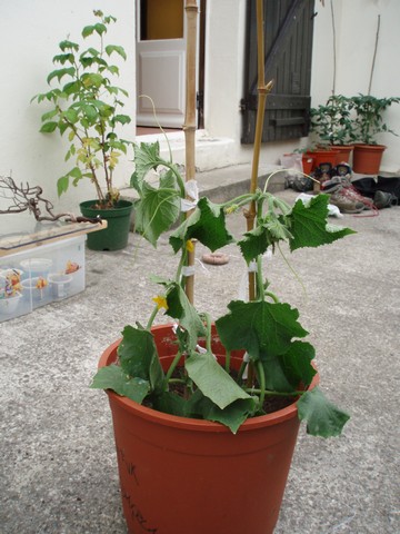 [Foto de planta, jardin, jardineria]