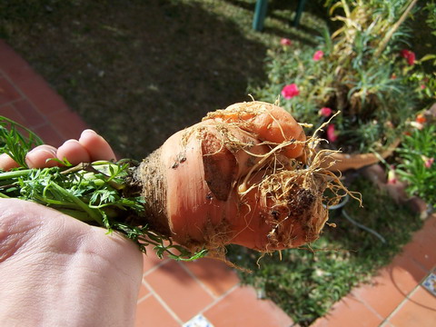 [Foto de planta, jardin, jardineria]