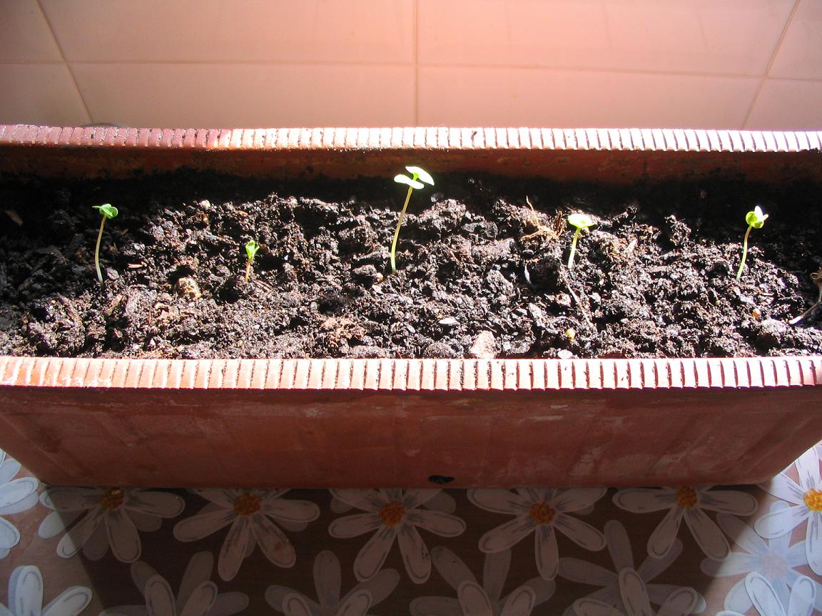 [Foto de planta, jardin, jardineria]