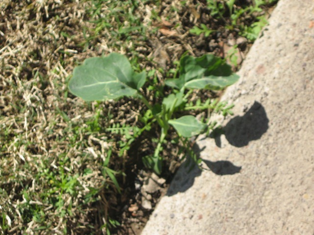 [Foto de planta, jardin, jardineria]