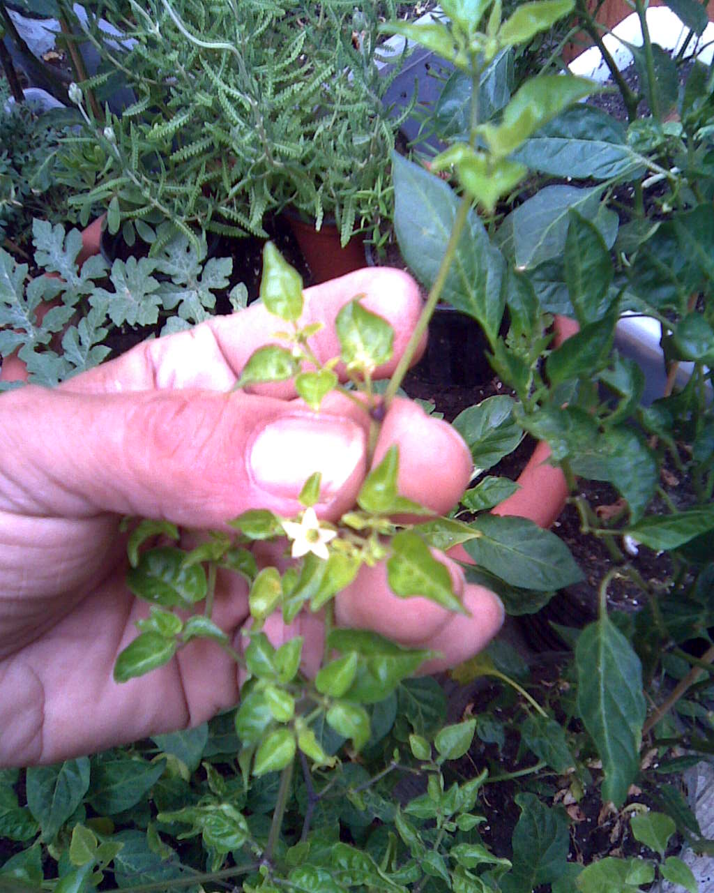 [Foto de planta, jardin, jardineria]