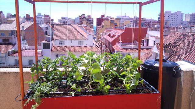 [Foto de planta, jardin, jardineria]