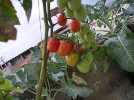 [Foto de planta, jardin, jardineria]