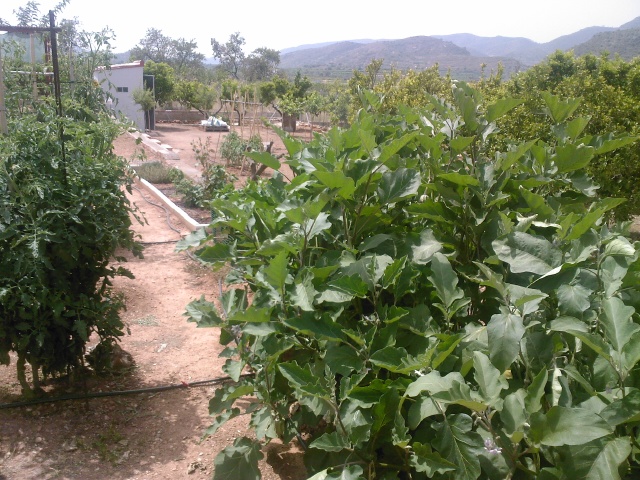 [Foto de planta, jardin, jardineria]