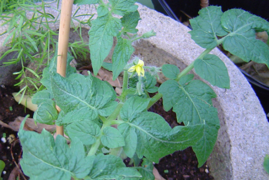 [Foto de planta, jardin, jardineria]