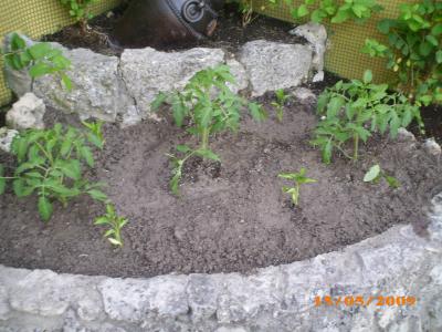 [Foto de planta, jardin, jardineria]