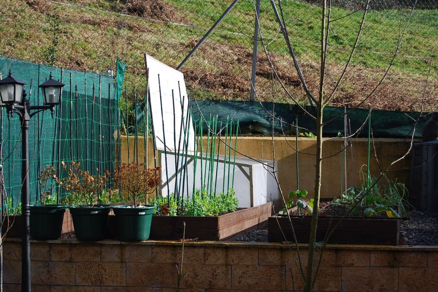 [Foto de planta, jardin, jardineria]