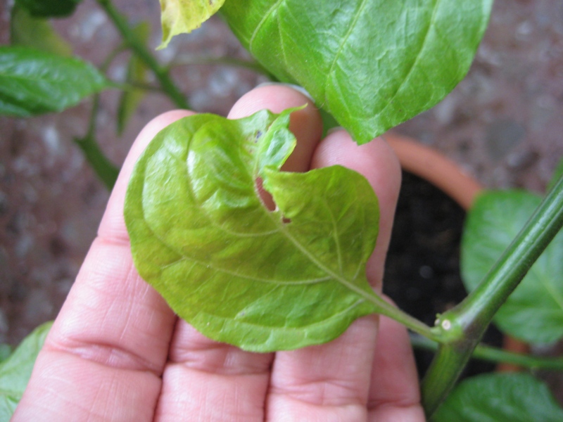 [Foto de planta, jardin, jardineria]