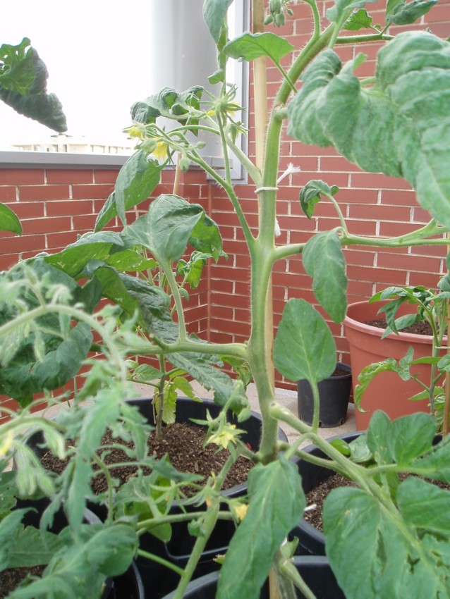 [Foto de planta, jardin, jardineria]