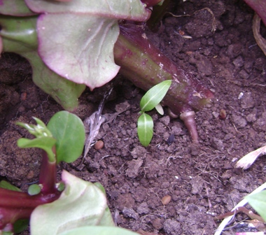 [Foto de planta, jardin, jardineria]