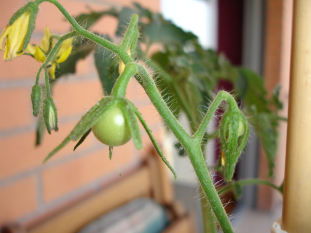 [Foto de planta, jardin, jardineria]