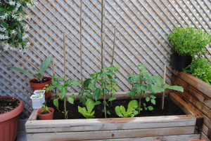 [Foto de planta, jardin, jardineria]