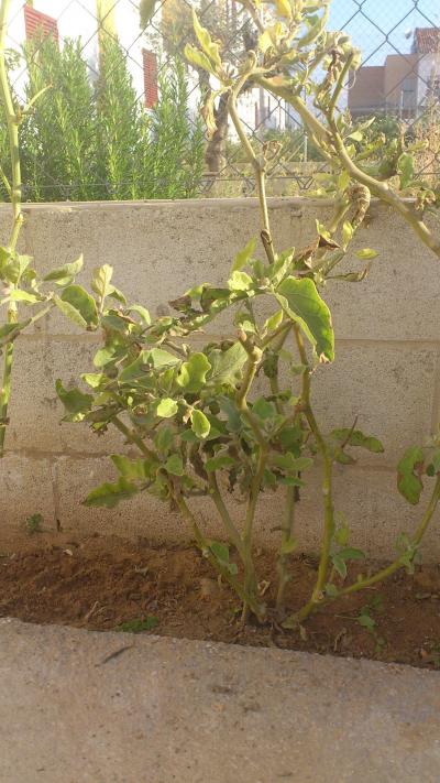 [Foto de planta, jardin, jardineria]