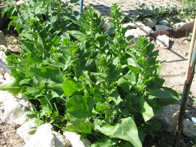 [Foto de planta, jardin, jardineria]