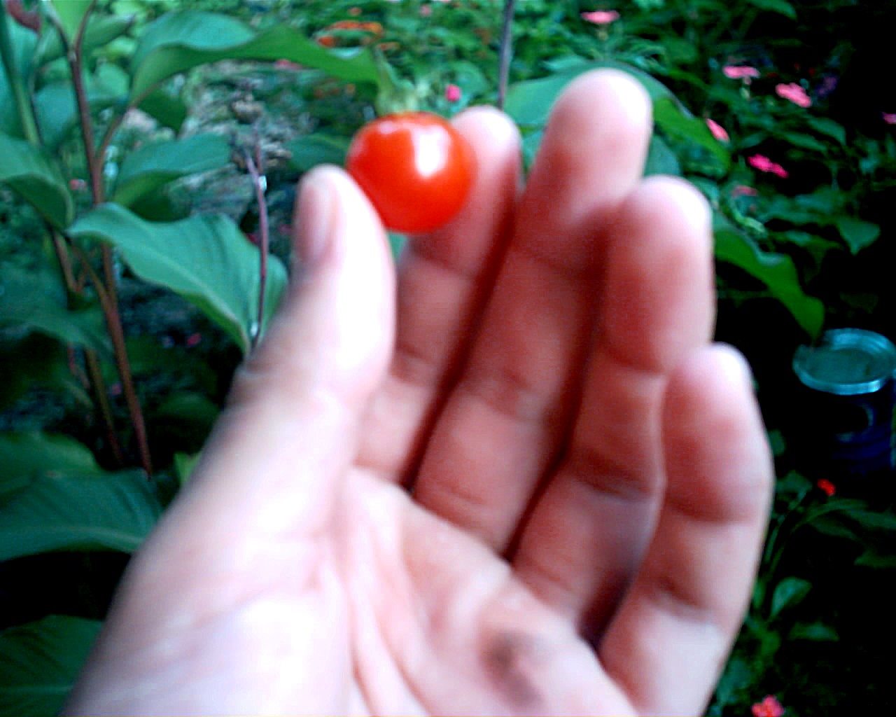 [Foto de planta, jardin, jardineria]