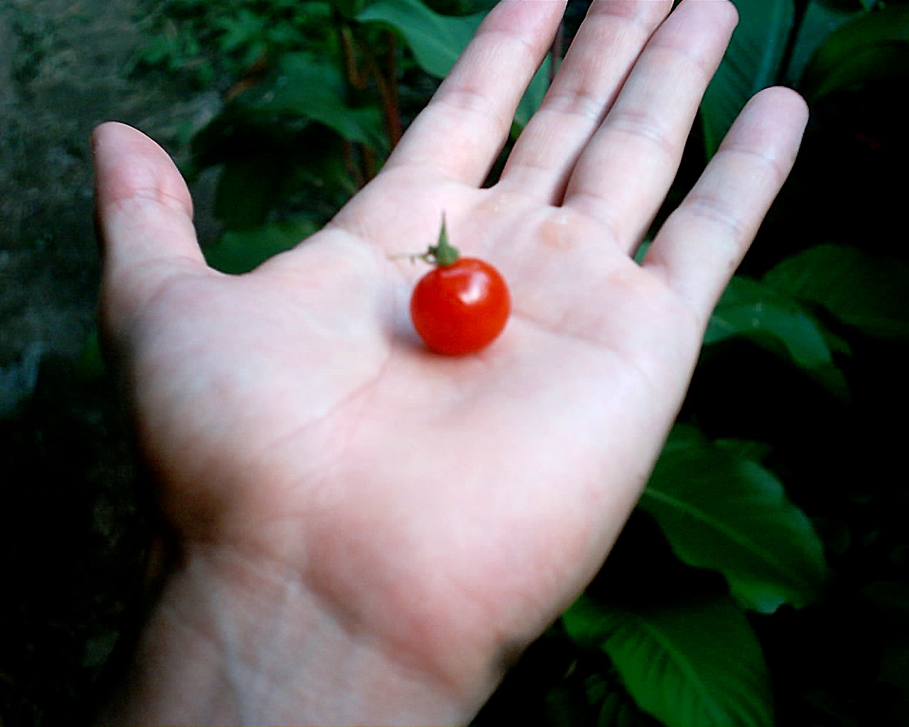 [Foto de planta, jardin, jardineria]