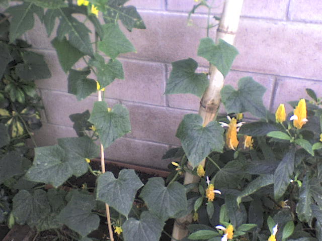 [Foto de planta, jardin, jardineria]