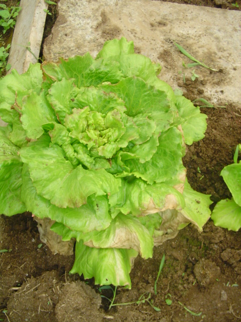 [Foto de planta, jardin, jardineria]