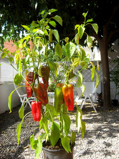 [Foto de planta, jardin, jardineria]