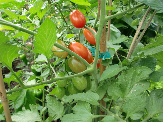 [Foto de planta, jardin, jardineria]