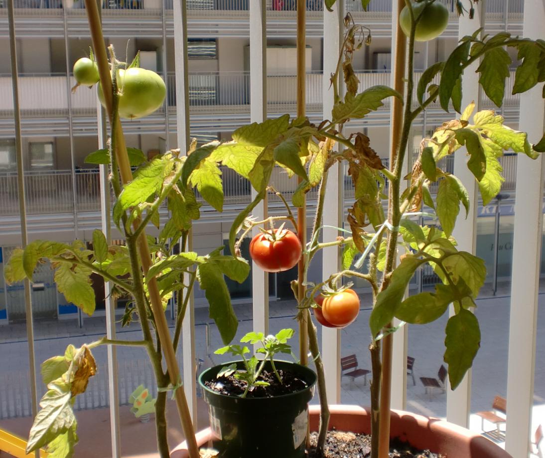 [Foto de planta, jardin, jardineria]