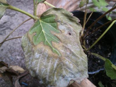 [Foto de planta, jardin, jardineria]