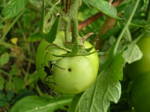 [Foto de planta, jardin, jardineria]