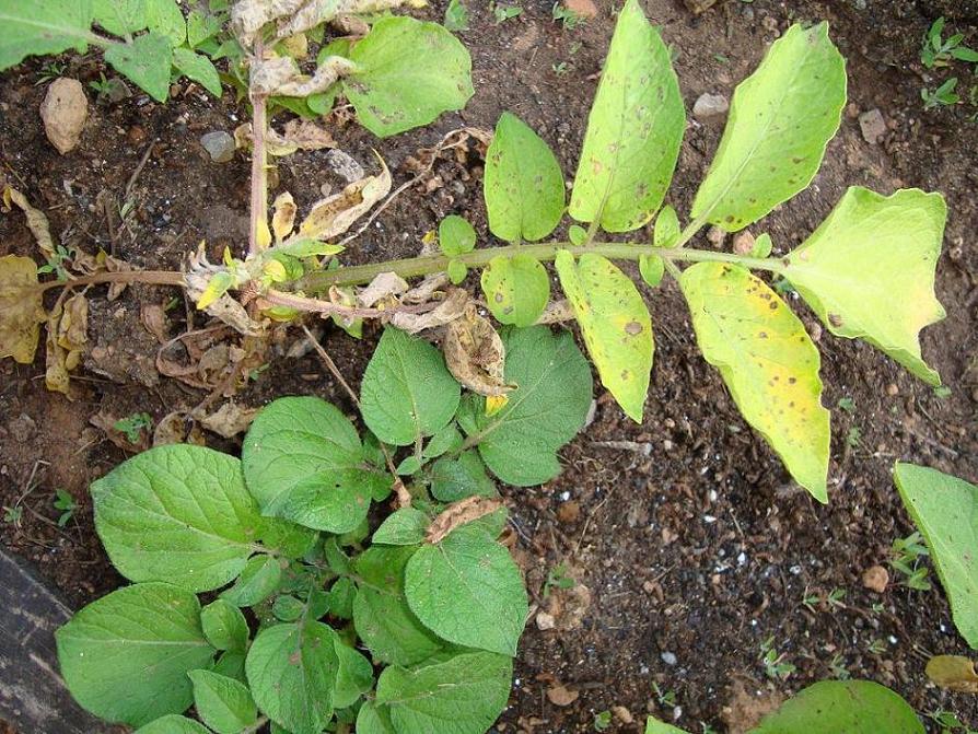 [Foto de planta, jardin, jardineria]