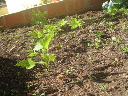 [Foto de planta, jardin, jardineria]