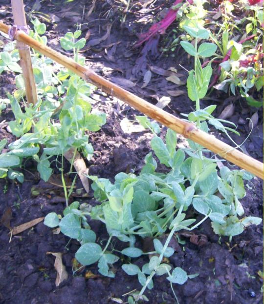 [Foto de planta, jardin, jardineria]