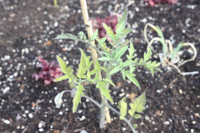 [Foto de planta, jardin, jardineria]