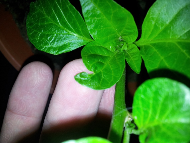 [Foto de planta, jardin, jardineria]