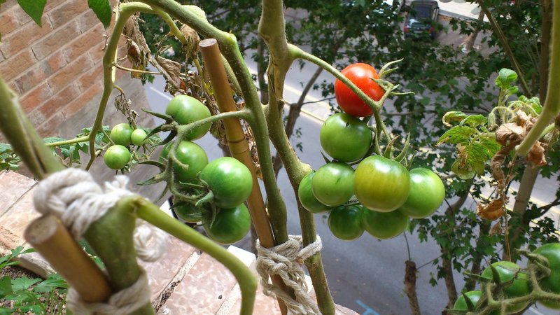 [Foto de planta, jardin, jardineria]