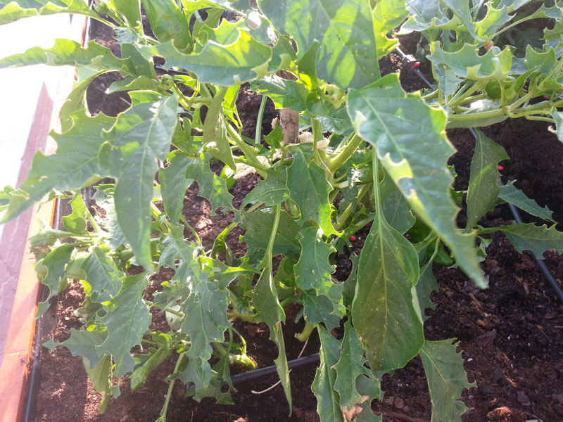 [Foto de planta, jardin, jardineria]