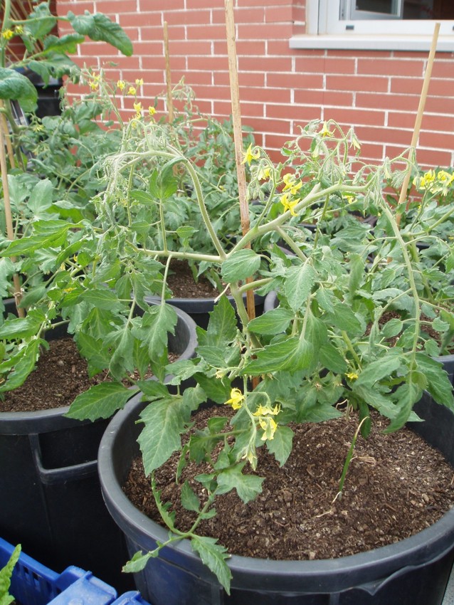 [Foto de planta, jardin, jardineria]