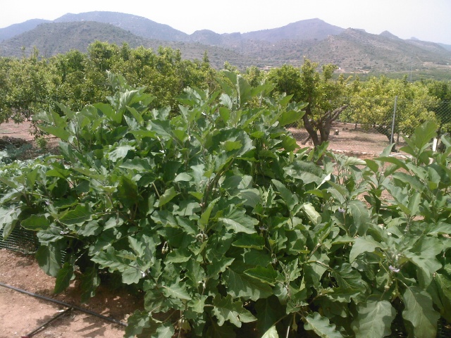 [Foto de planta, jardin, jardineria]