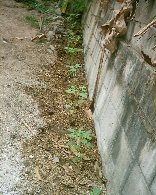 [Foto de planta, jardin, jardineria]