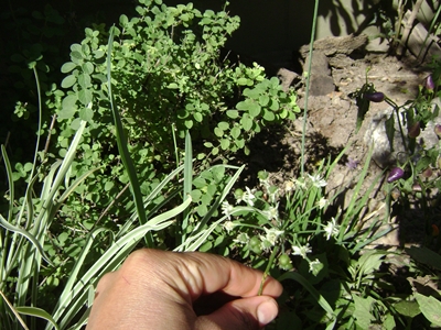 [Foto de planta, jardin, jardineria]