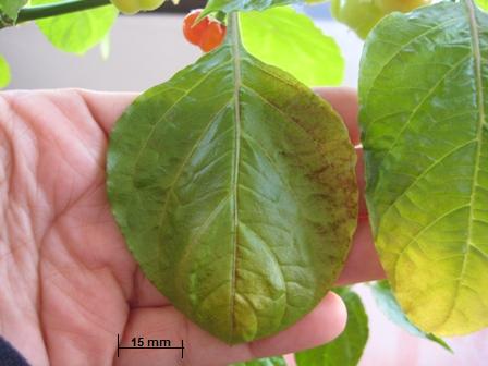 [Foto de planta, jardin, jardineria]