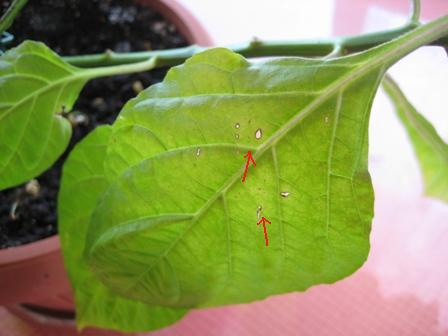 [Foto de planta, jardin, jardineria]