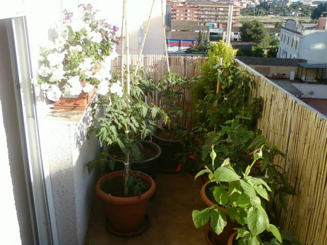 [Foto de planta, jardin, jardineria]