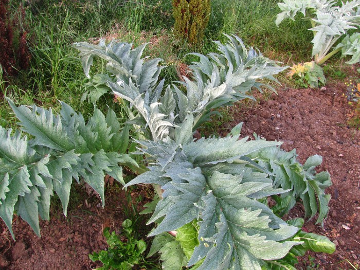 [Foto de planta, jardin, jardineria]