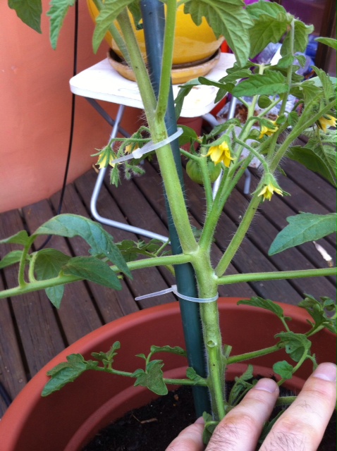 [Foto de planta, jardin, jardineria]